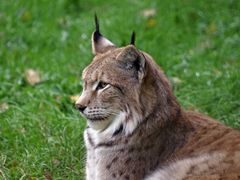 Luchs