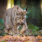 Luchs