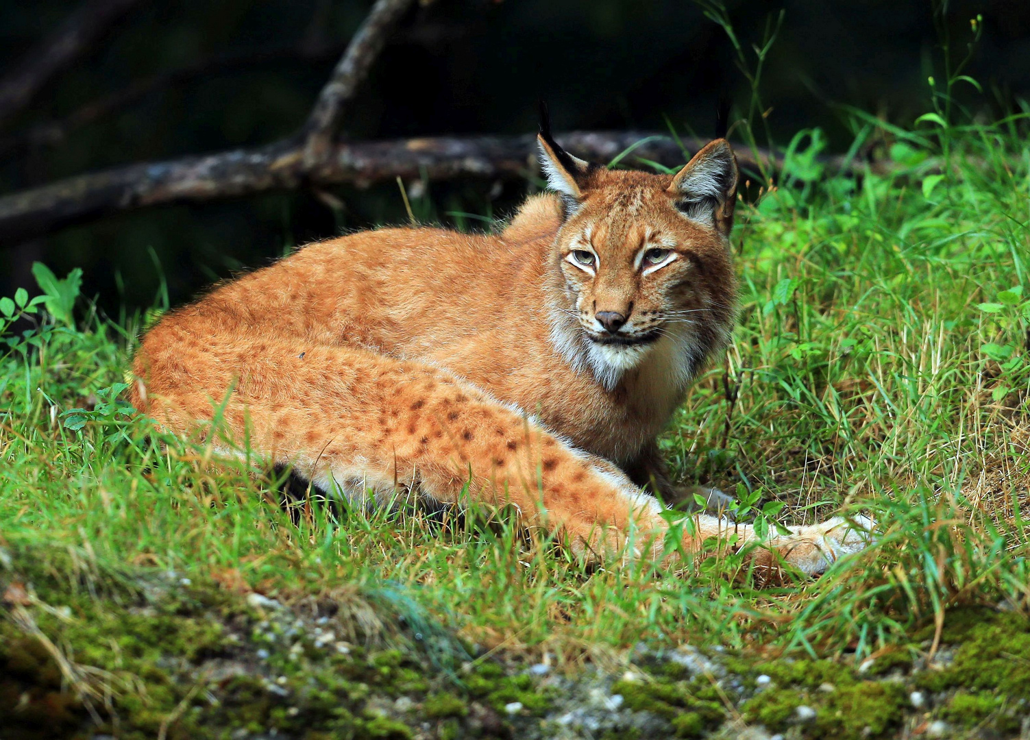 Luchs