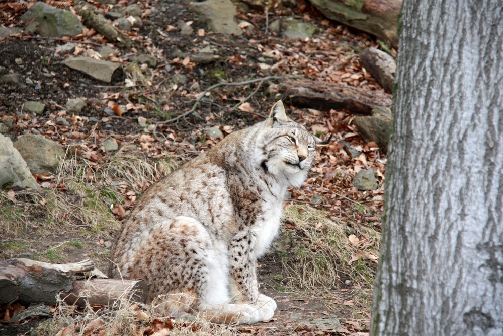 Luchs