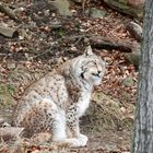 Luchs