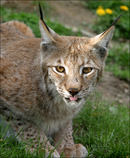 luchs