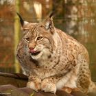 Luchs