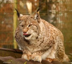 Luchs