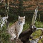 Luchs 2