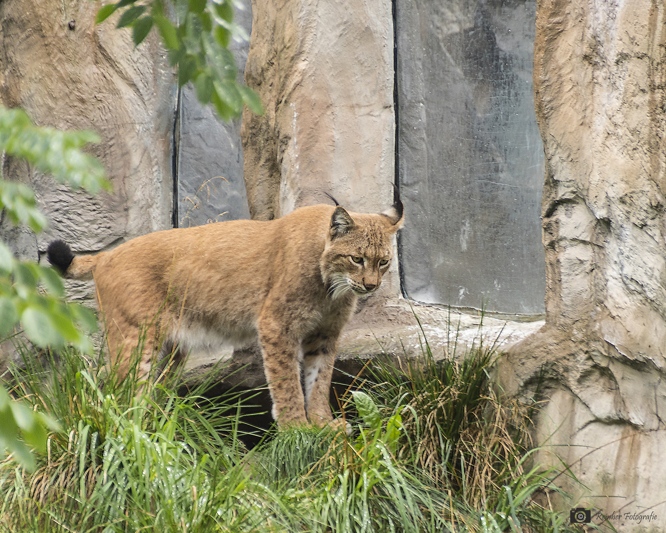 Luchs 2