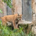 Luchs 2