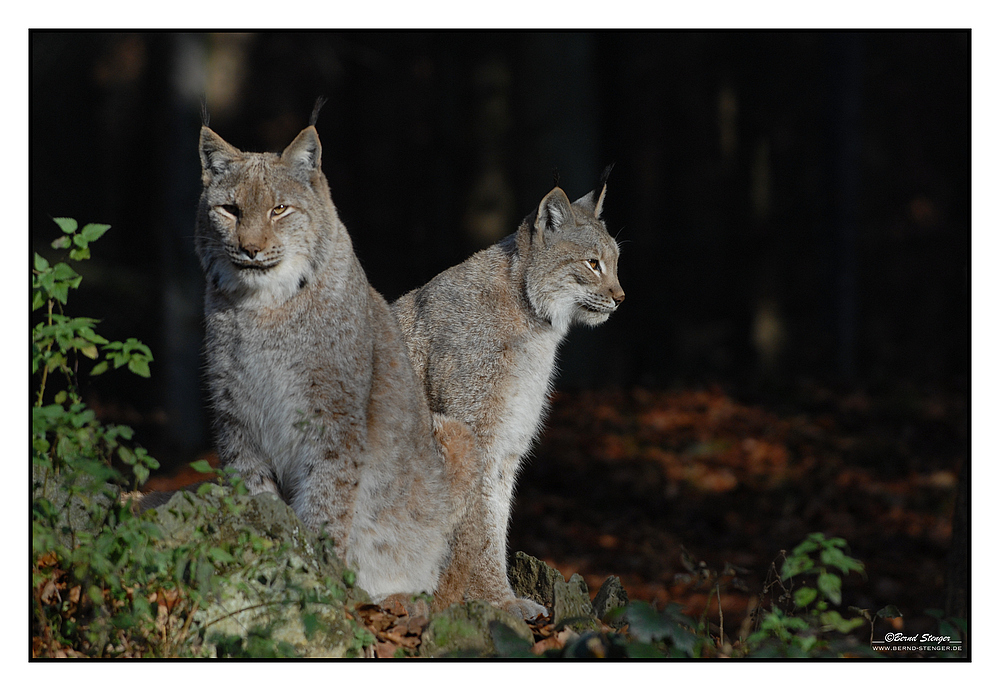 Luchs - 2