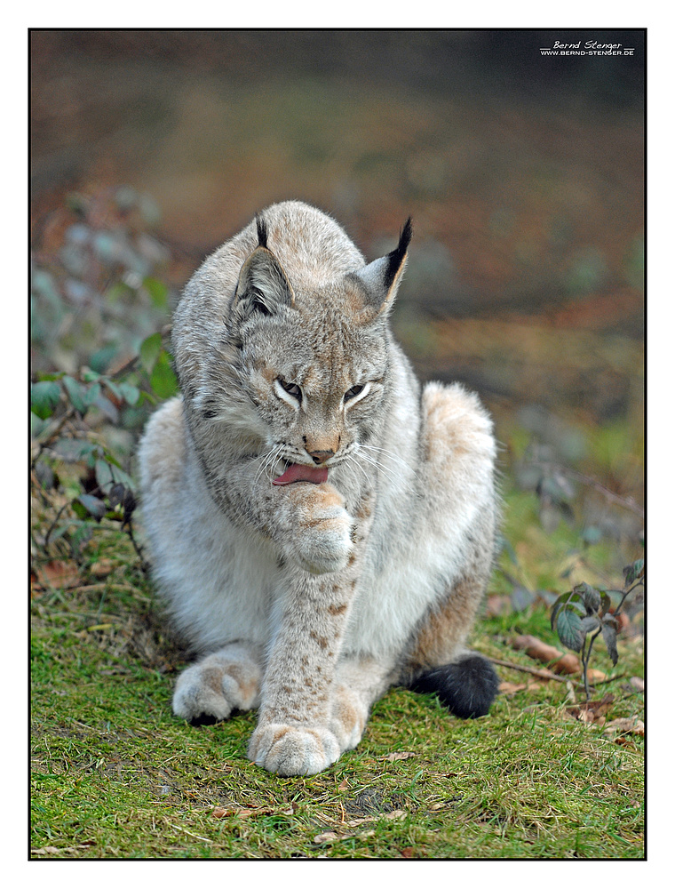 Luchs 2