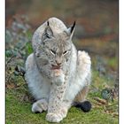 Luchs 2