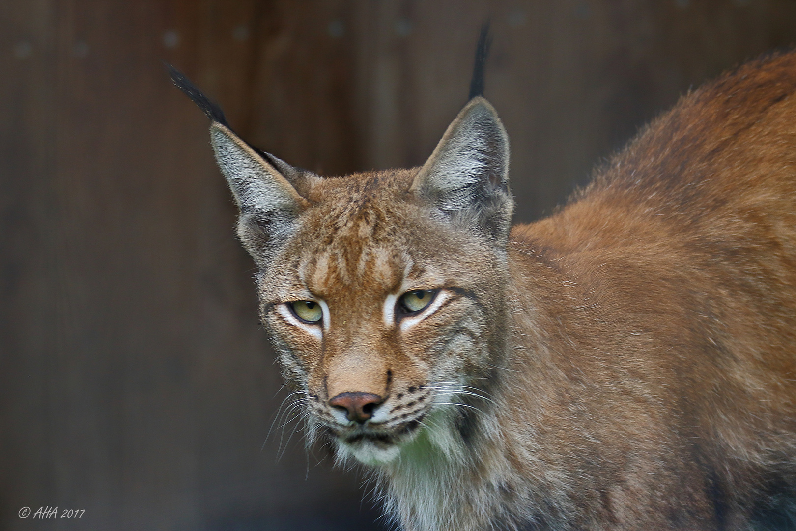 Luchs - 2