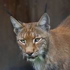 Luchs - 2