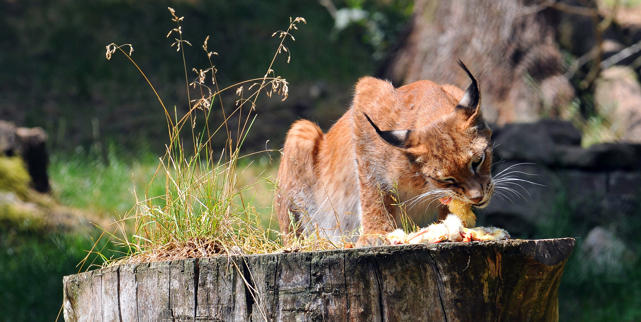 Luchs 2