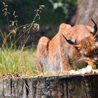 Luchs 2