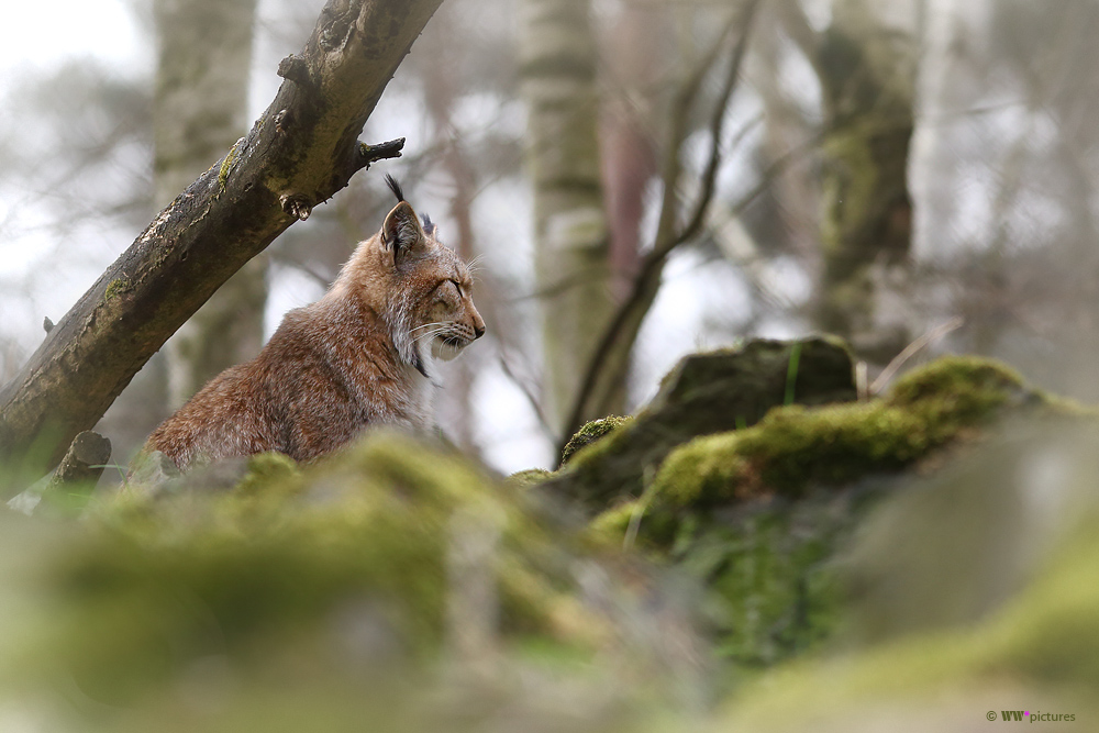 Luchs (2)