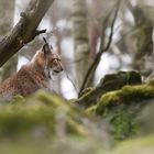 Luchs (2)