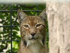 Luchs - 2