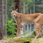 Luchs - 2