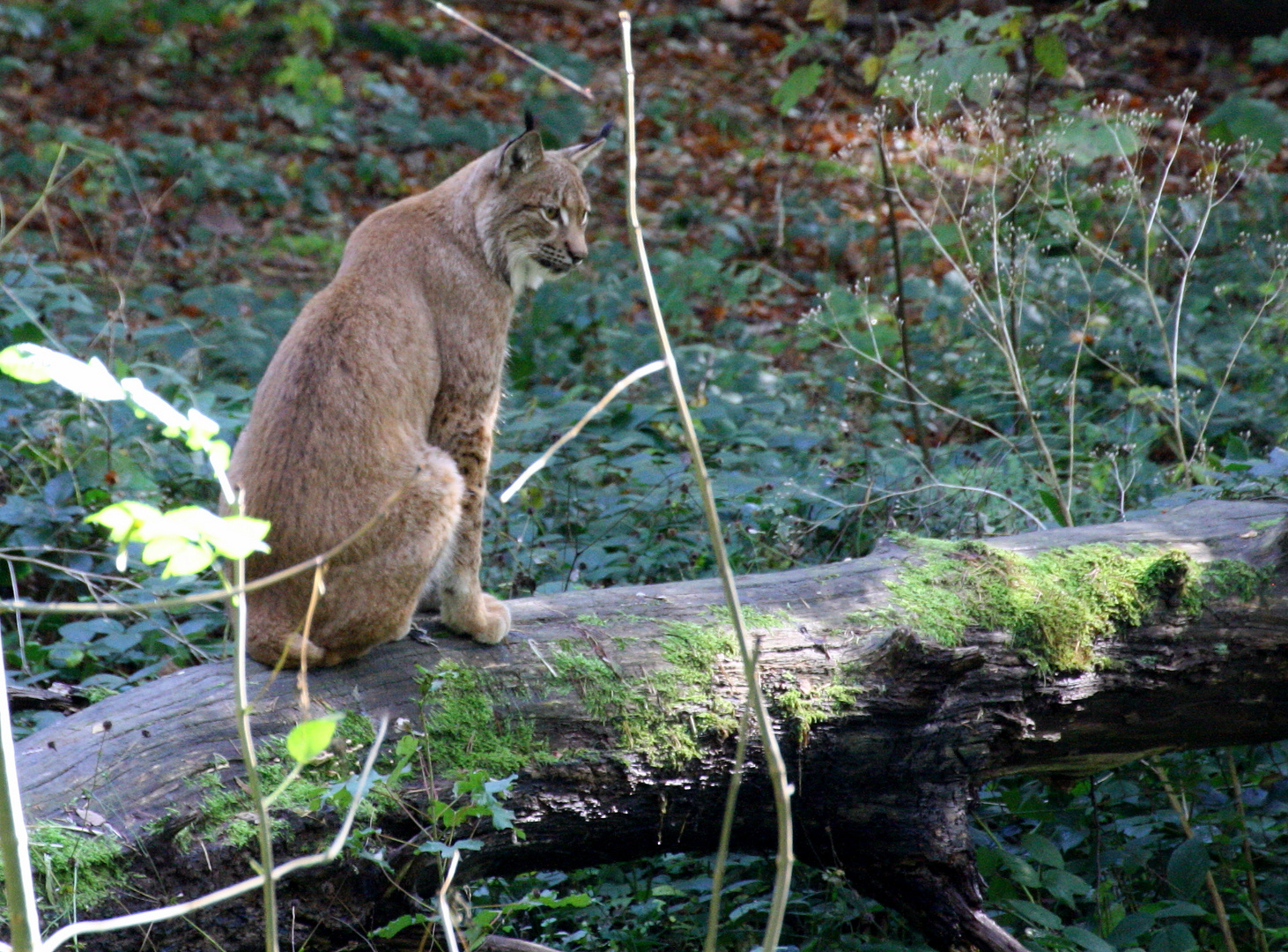 Luchs 2