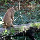 Luchs 2