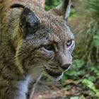 Luchs 2