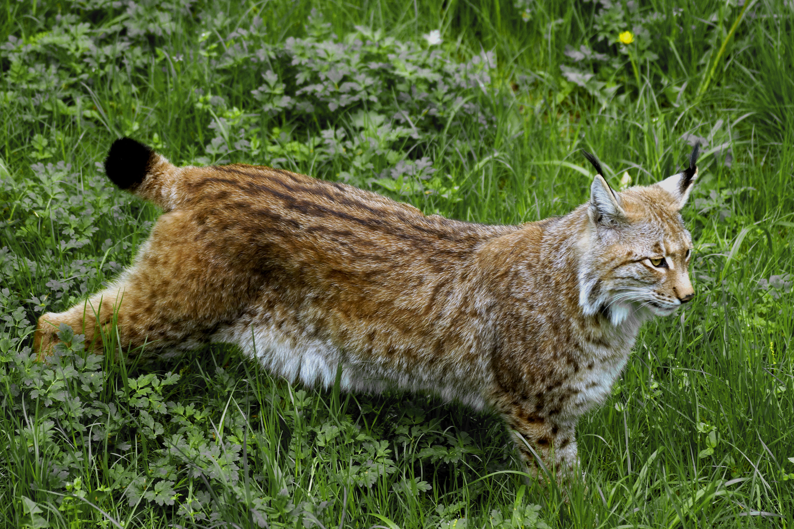 Luchs-2