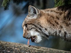 Luchs / 2