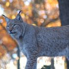 Luchs 2