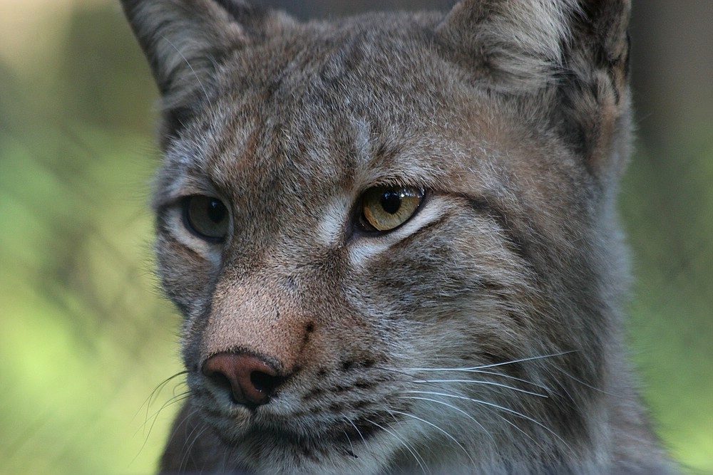 Luchs (2)