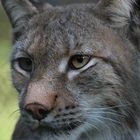 Luchs (2)