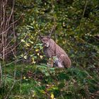 Luchs 2