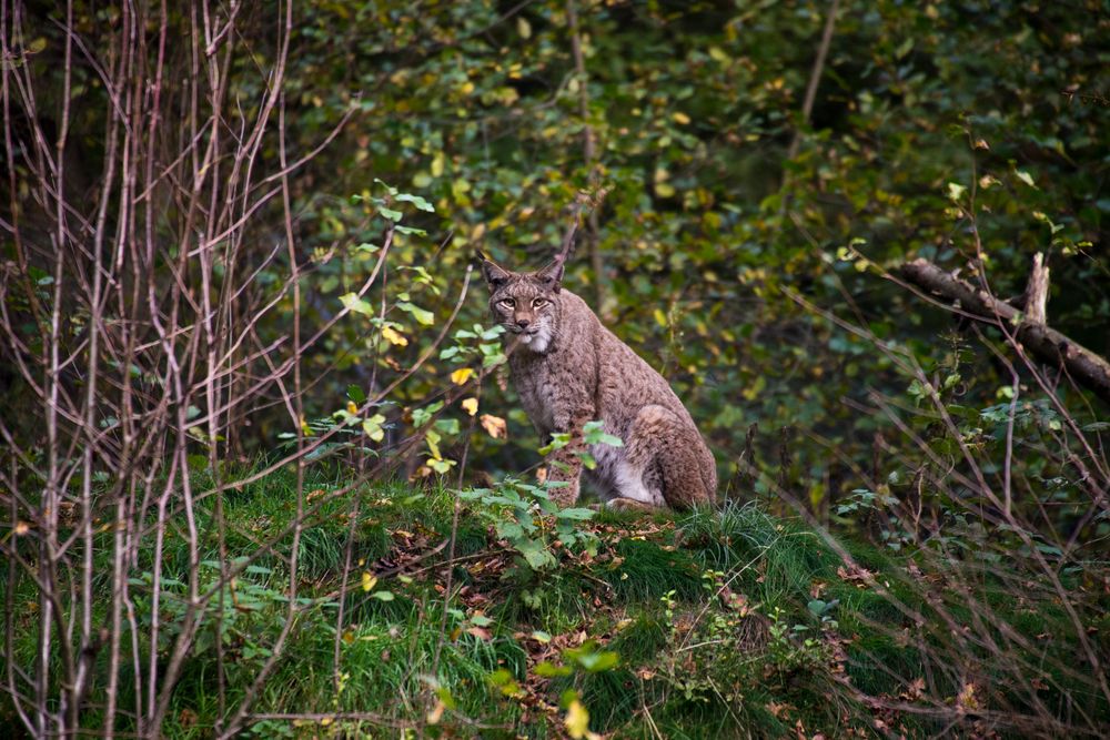 Luchs 2