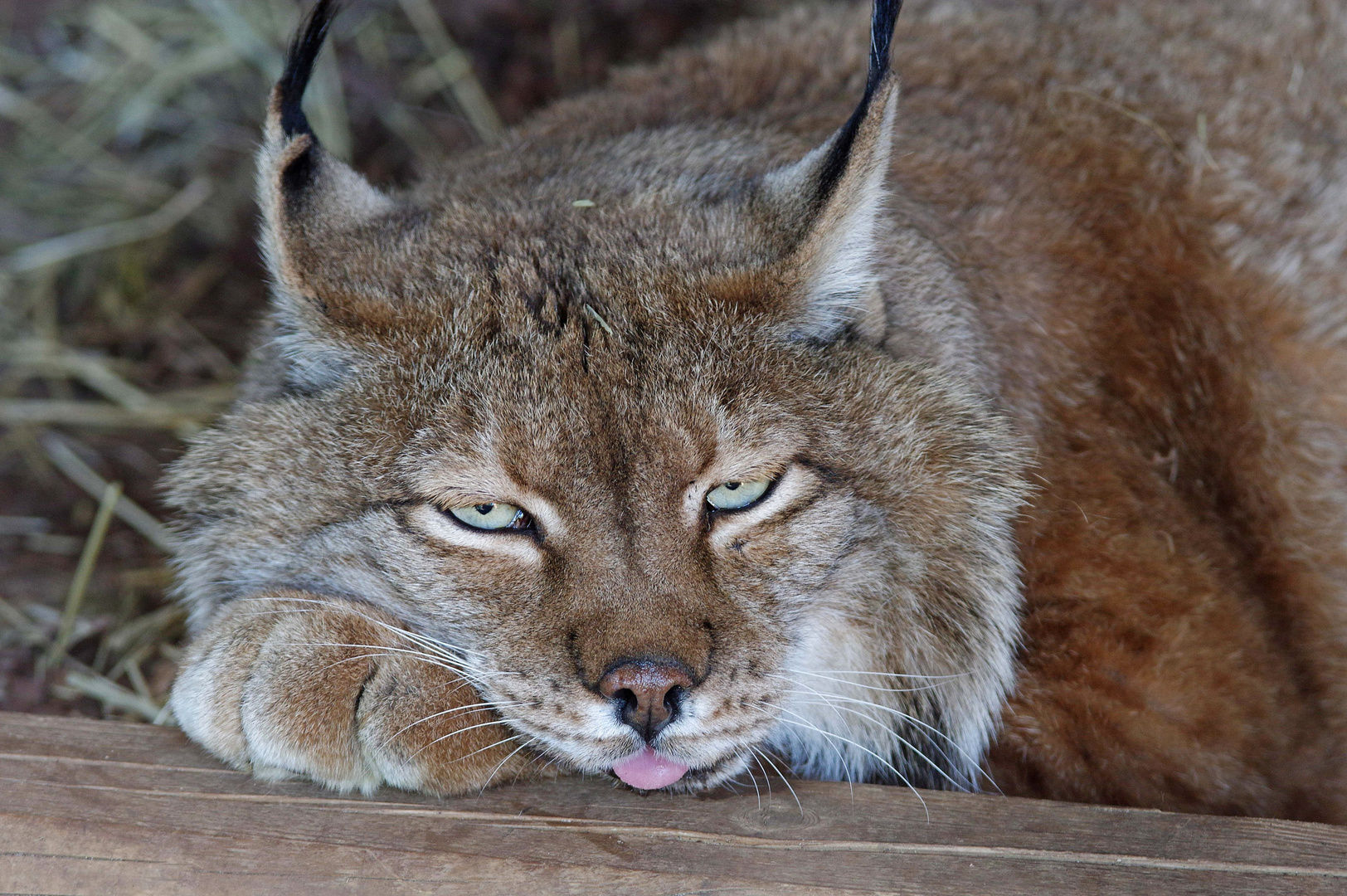 Luchs 2