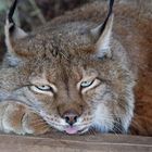 Luchs 2