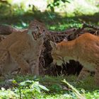 Luchs 2