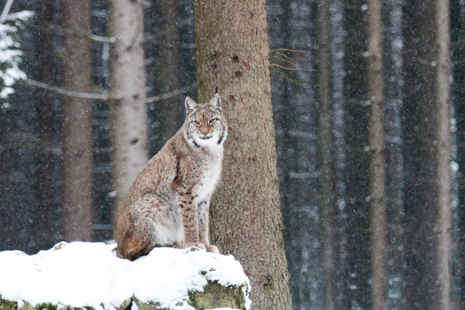 Luchs #2