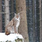 Luchs #2