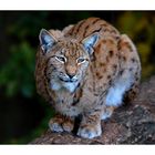 Luchs #2