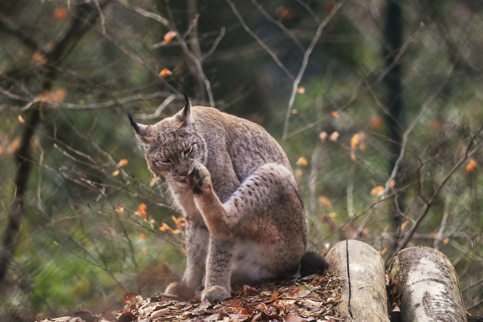 Luchs 2