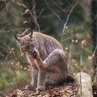 Luchs 2