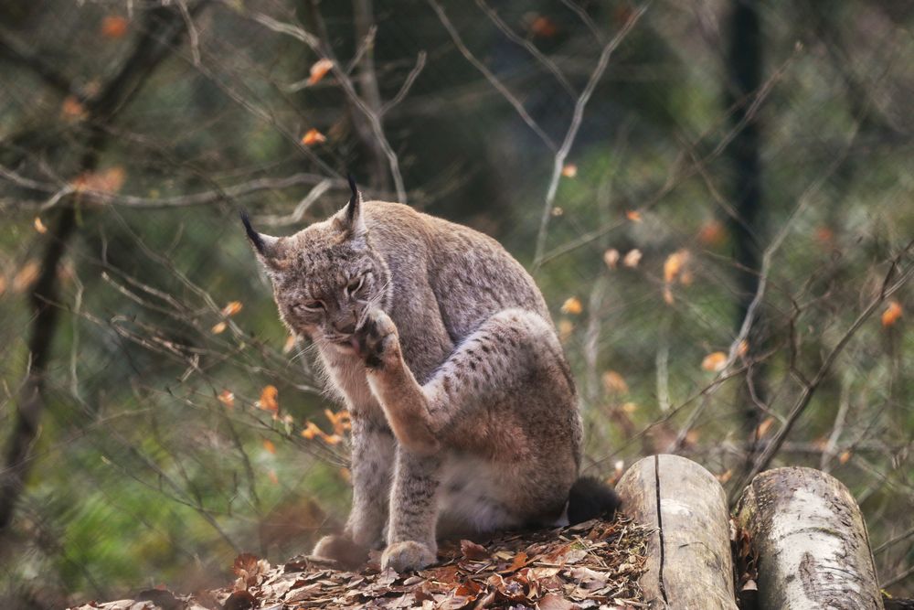 Luchs 2