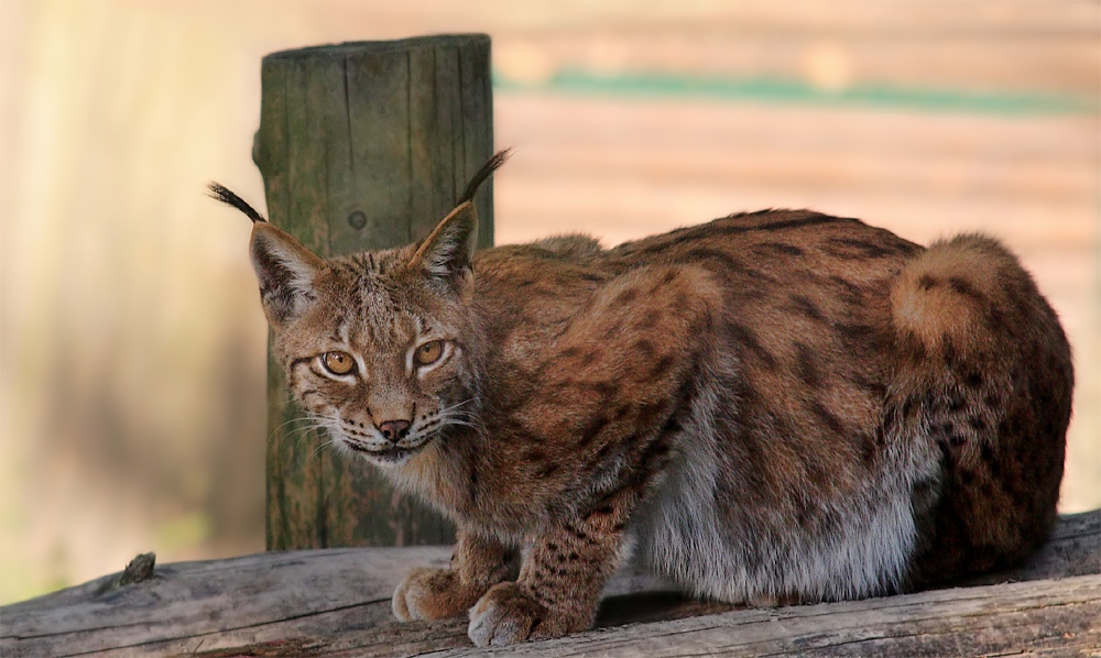 Luchs #2