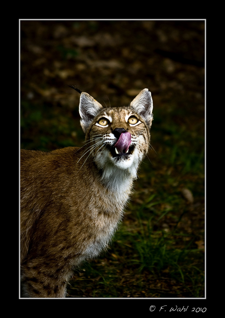 Luchs 2