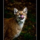 Luchs 2