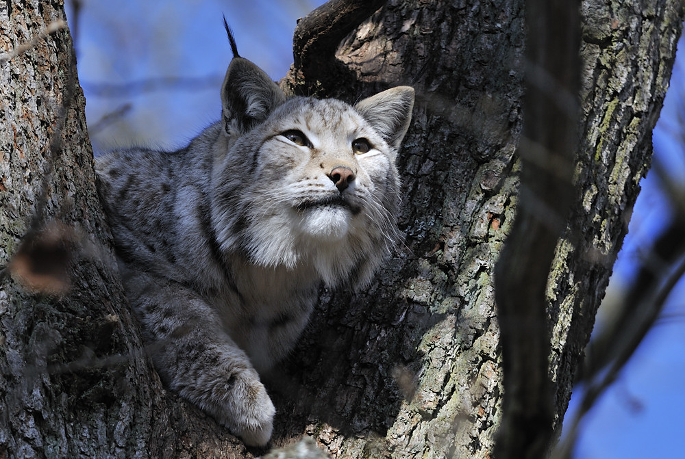 Luchs 2