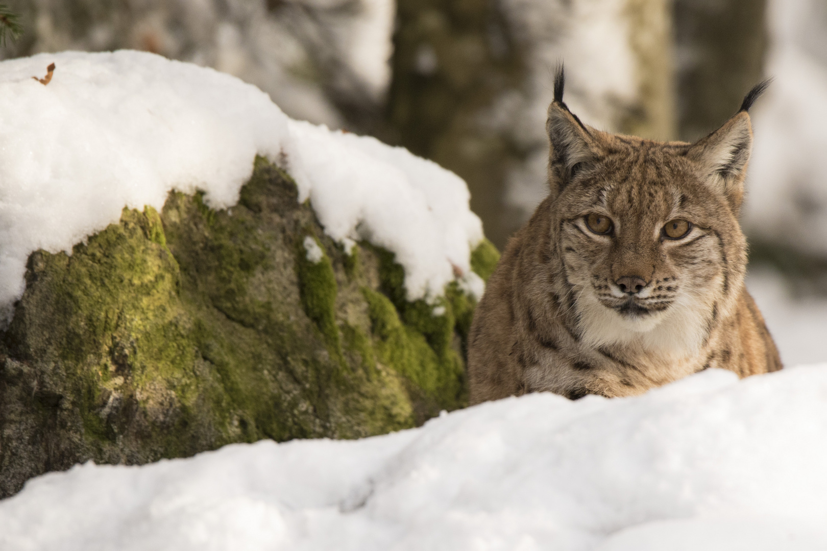 Luchs 2