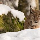 Luchs 2