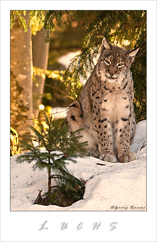 LUCHS # 2