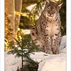 LUCHS # 2