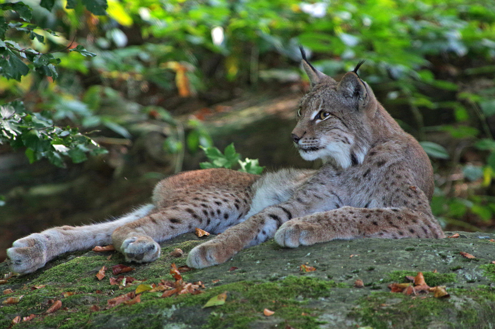 Luchs 2